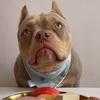 bullypitbull_food