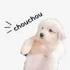 chouchou_the_gp